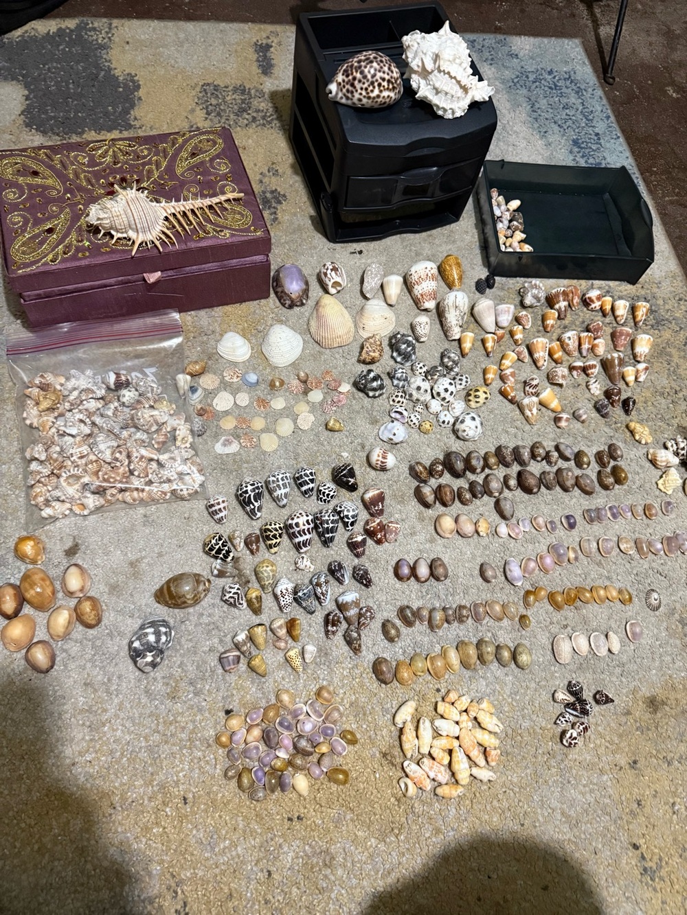 Exotic Hawaiian shells